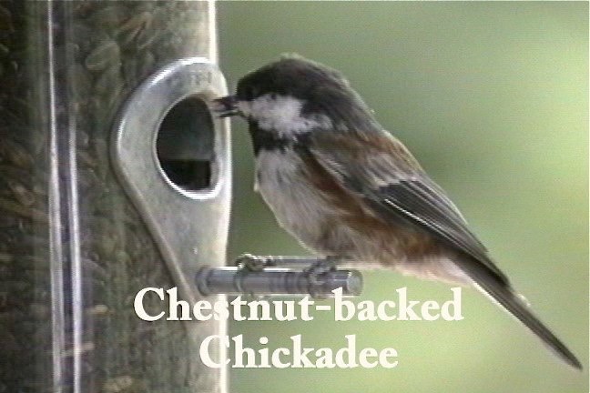 Chickadee, Chestnut-backed 1_1