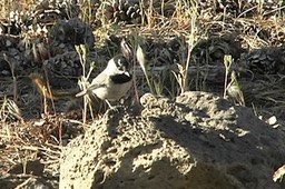 Chickadee, Mountain 1