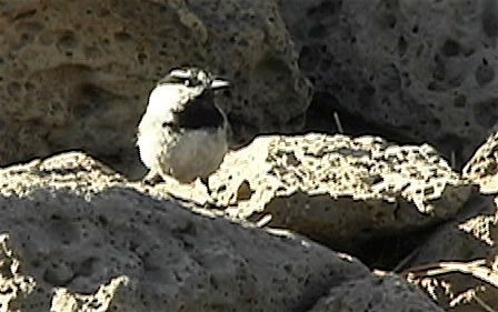 Chickadee, Mountain 2