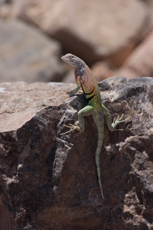 Chihuahuan Greater Earless Lizard