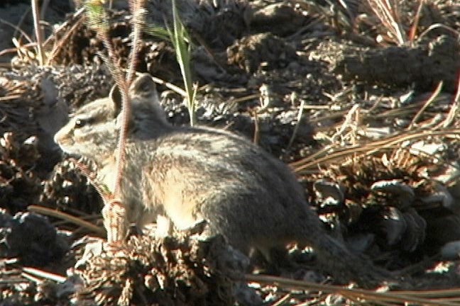 Chipmunk, Least 2