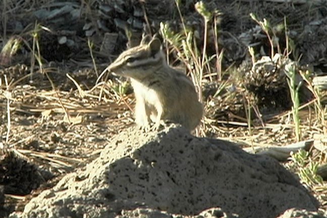 Chipmunk, Least 3