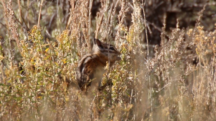 Chipmunk, Yellow-pine (Oregon) 3