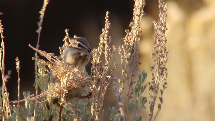 Chipmunk, Yellow-pine (Oregon) 1