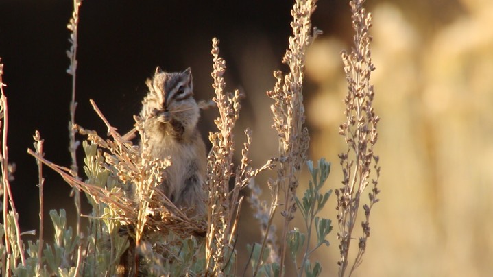 Chipmunk, Yellow-pine (Oregon) 2