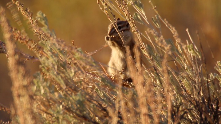 Chipmunk, Yellow-pine (Oregon)