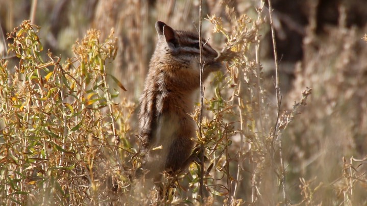 Chipmunk, Yellow-pine (Oregon)4