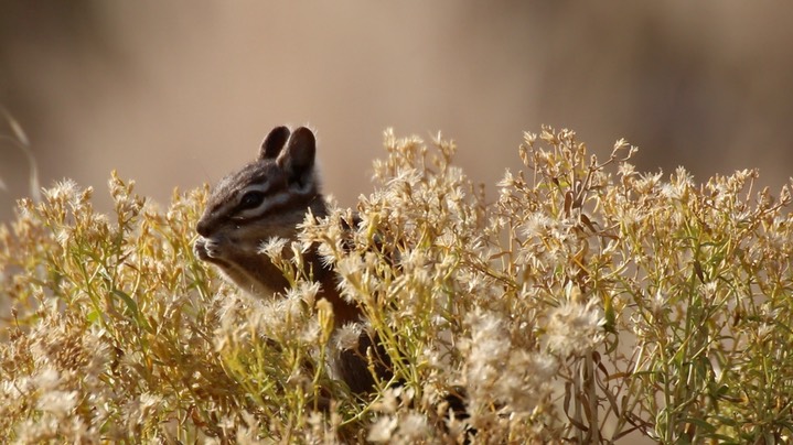 Chipmunk, Yellow-pine (Oregon) 4