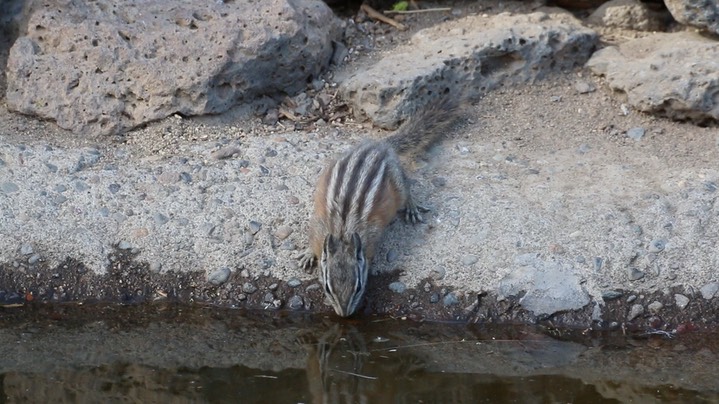 Chipmunk, Yellow-pine (Oregon)7