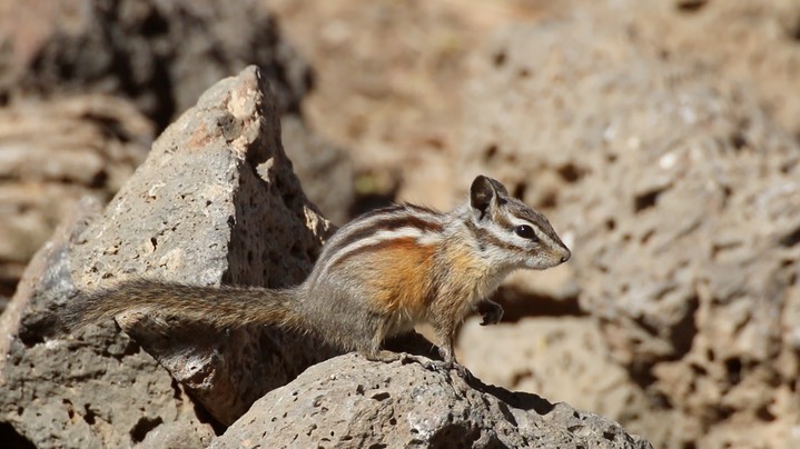 Chipmunk, Yellow-pine (Oregon) 8