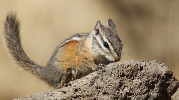 Chipmunk, Yellow-pine (Oregon) 10