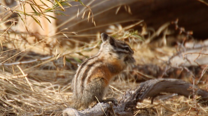 Chipmunk, Yellow-pine (Oregon) 5