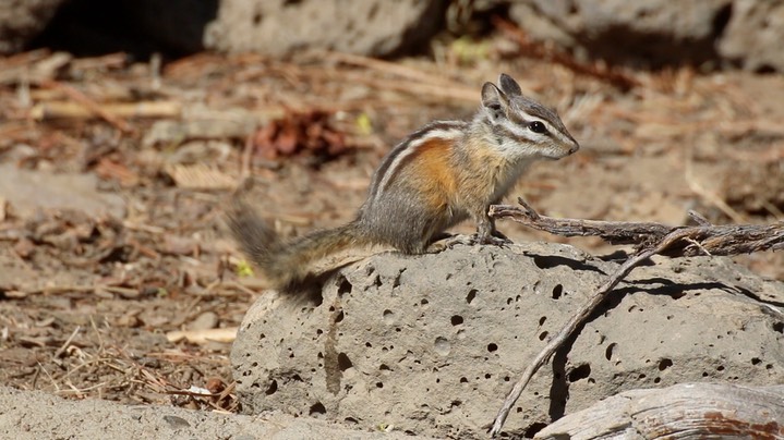 Chipmunk, Yellow-pine (Oregon) 9