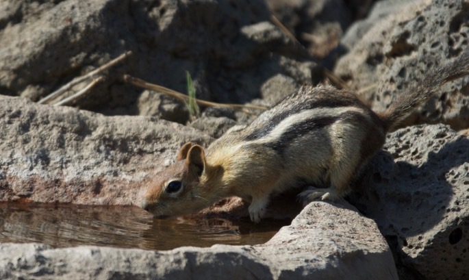 chipmunk-yellow-pine1_med