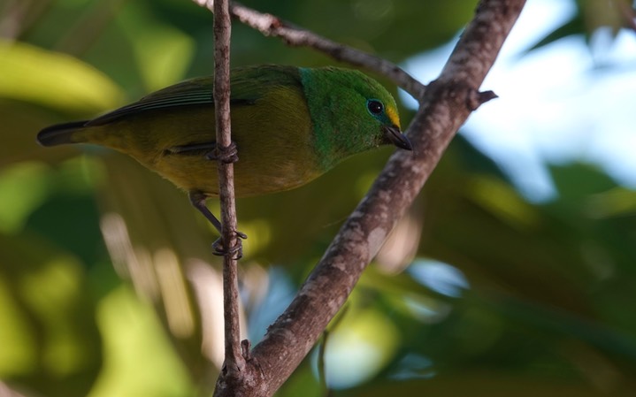 Chlorophonia, Blue-naped