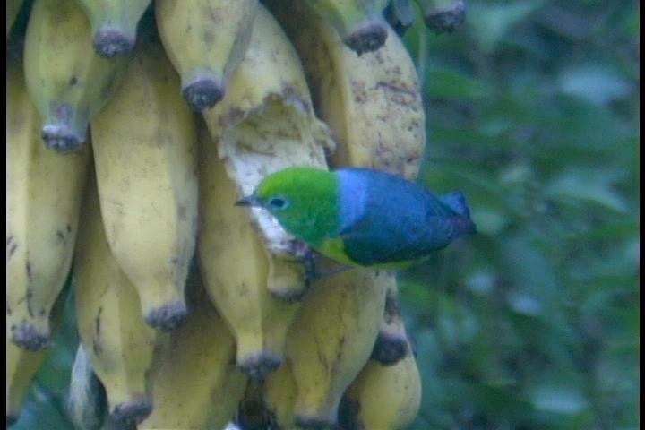 Chlorophonia, Blue-naped