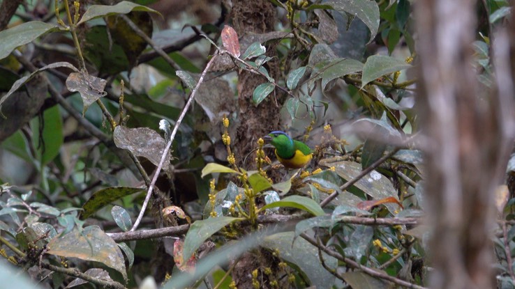 Chlorophonia, Chestnut-breasted (Cerro Montezuma, Colombia) 2