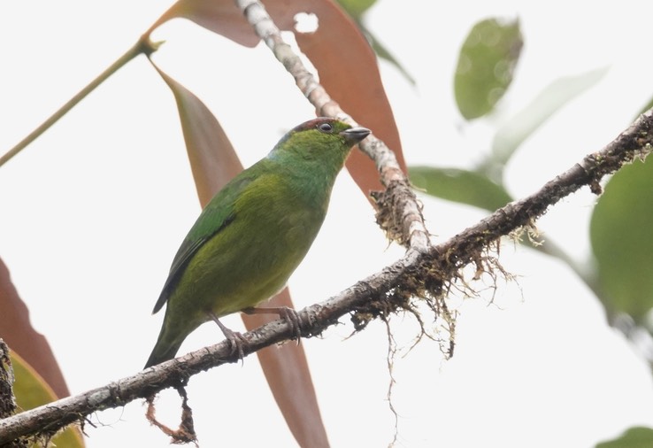 Chlorophonia, Chestnut-breasted1