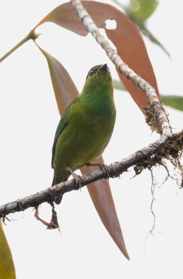 Chlorophonia, Chestnut-breasted2