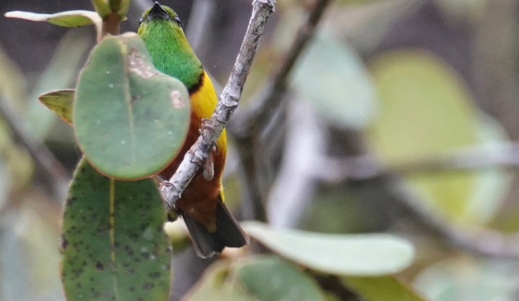 Chlorophonia, Chestnut-breasted3