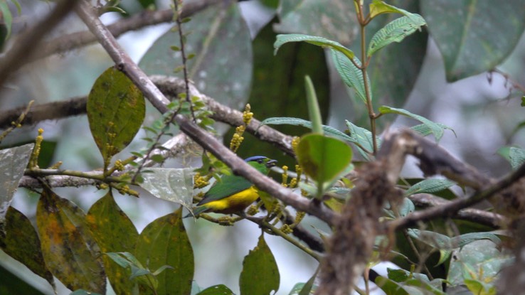 Chlorophonia, Chestnut-breasted (Cerro Montezuma, Colombia) 3