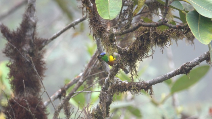 Chlorophonia, Chestnut-breasted (Cerro Montezuma, Colombia) 4