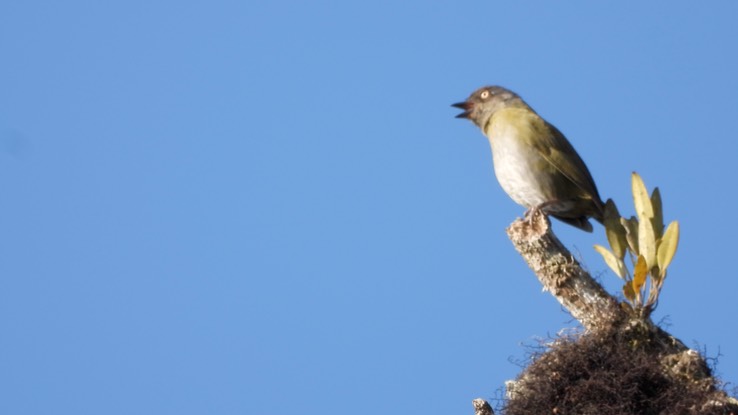 Chlorospingus, Dusky  (Cerro Montezuma, Colombia)