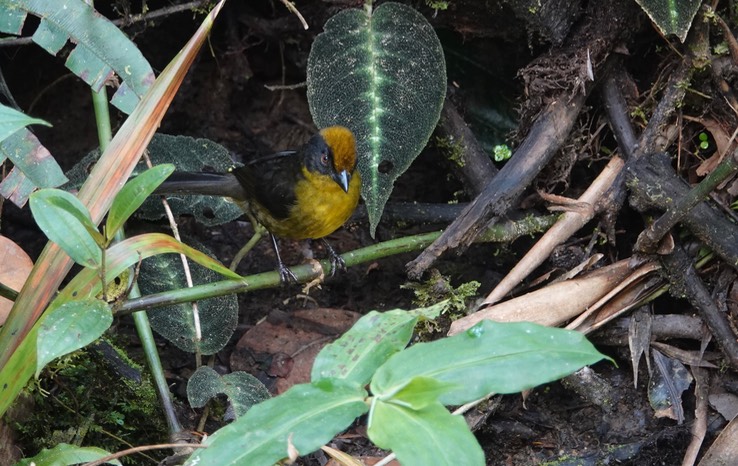 Choco Brushfinch1