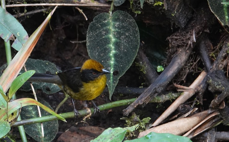 Choco Brushfinch2