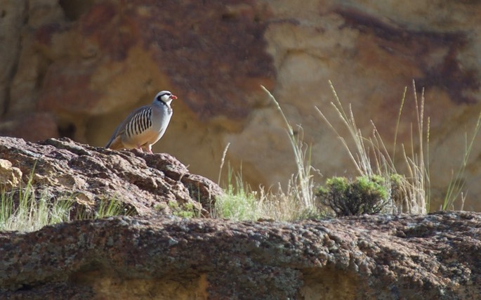 Chukar - Leslie Gulch - Eastern Oregon3