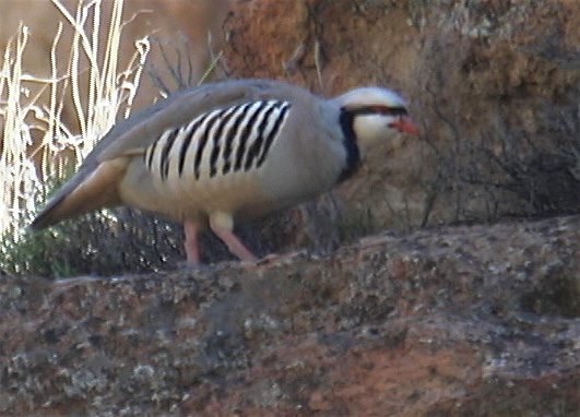 Chukar 2