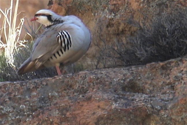 Chukar 4