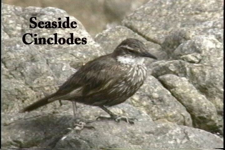 Cinclodes, Seaside