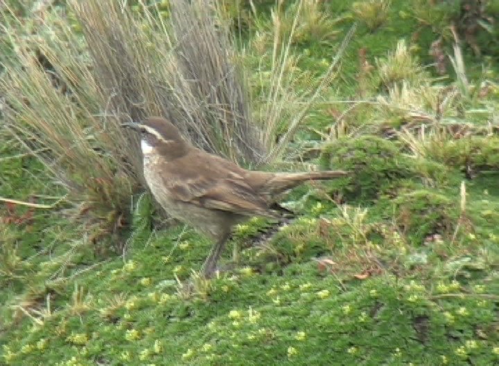 Cinclodes, Stout-billed 1