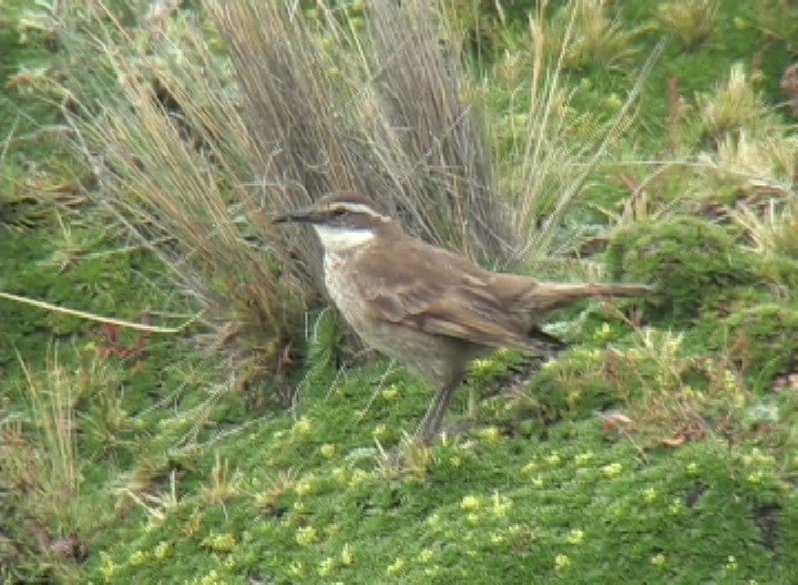 Cinclodes, Stout-billed 2