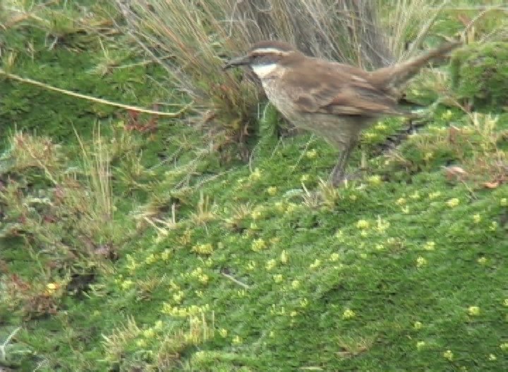 Cinclodes, Stout-billed 3