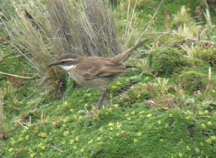 Cinclodes, Stout-billed 4