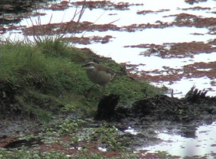 Cinclodes, Stout-billed 5