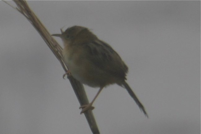 Cisticola, Golden-headed 1