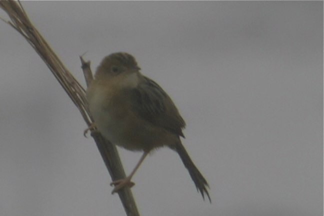 Cisticola, Golden-headed 2