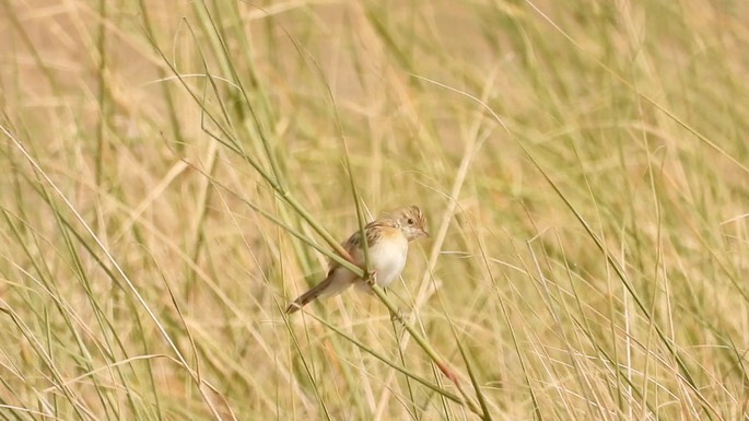 Cisticola, Winding 1