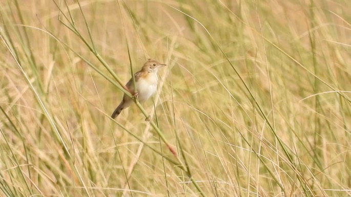 Cisticola, Winding 3