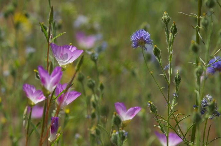 Clarkia amoena 1