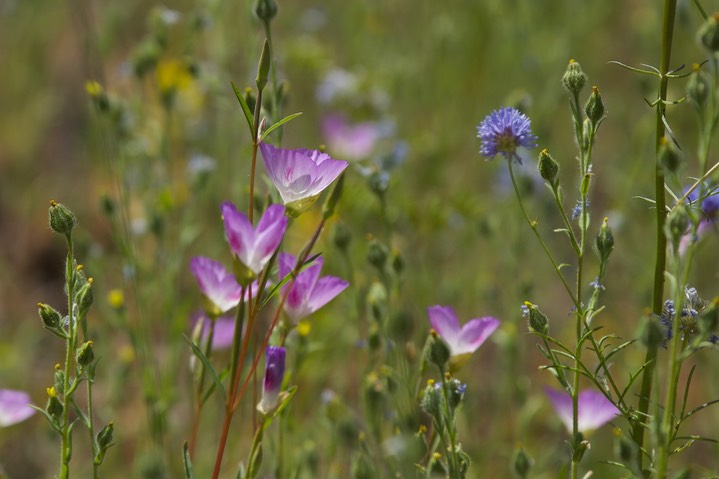 Clarkia amoena2