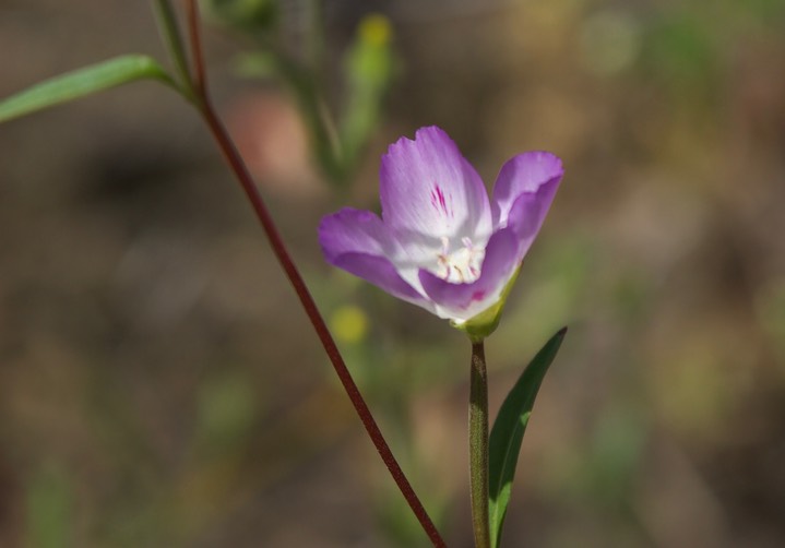 Clarkia amoena3