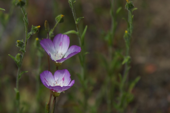 Clarkia amoena4