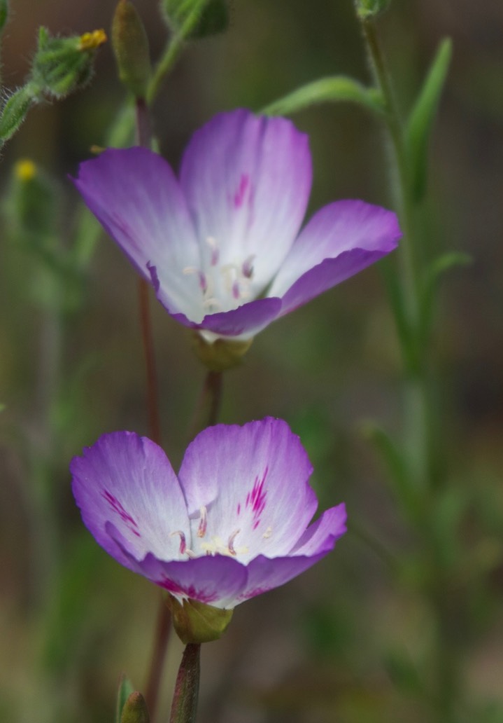 Clarkia amoena5