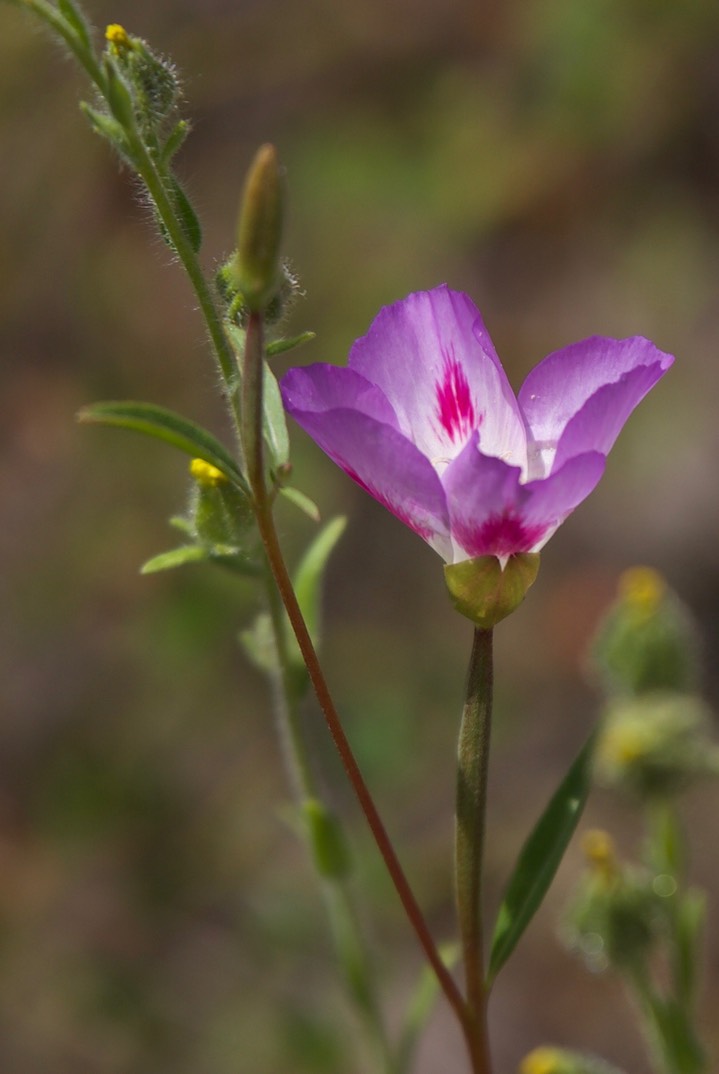 Clarkia amoena7