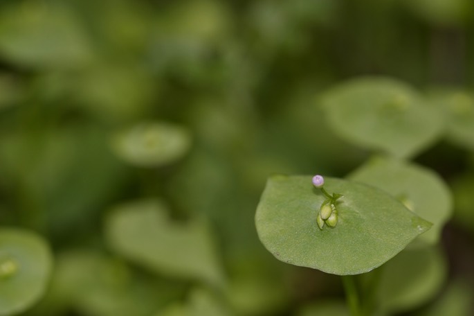 Claytonia perfoliata