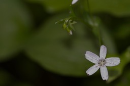 Claytonia perfoliata2